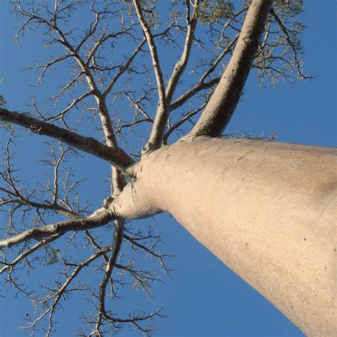 Baobab Grandidier Adansonia Grandidieri