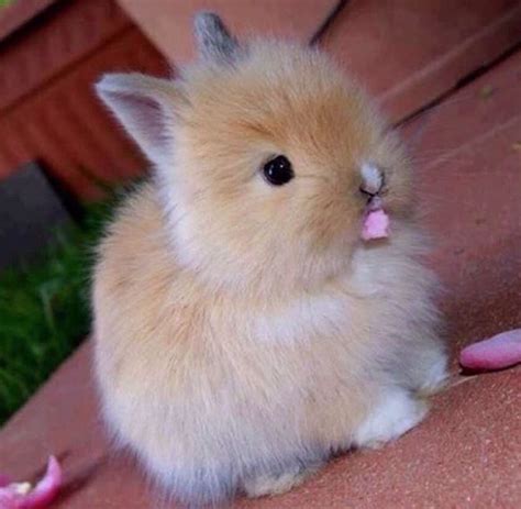 Cute Little Bunny Rabbit ️ Cute Animals Baby Animals Cute Animals