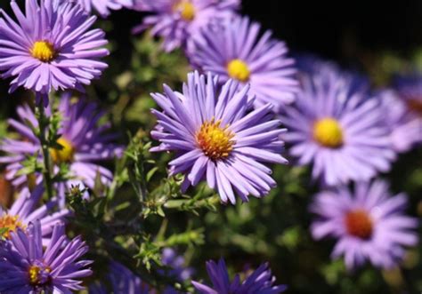 Aster Flowers A Guide To The Planting And Growing Process