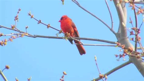 Northern Cardinal Singing In Our Back Yard Youtube