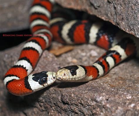 Snakes Cold Blooded Love Arizona Mountain Kingsnakes Happy