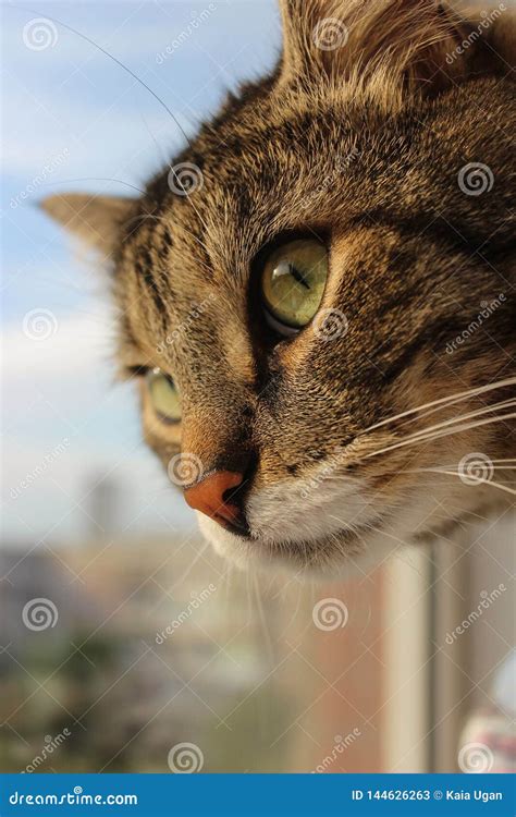 Beautiful Brown Tabby Cat With Big Green Eyes On The Background Of