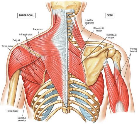 5 Exercises To Improve Scapular Stabilization And Prevent Elbow Wrist