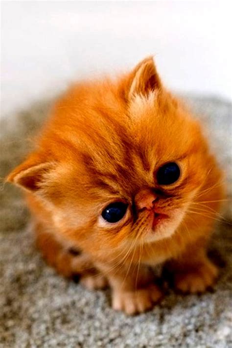 Cute Kitten Cute Cats Hq Pictures Of Cute Cats And Kittens Free Pictures Of Funny Cats And