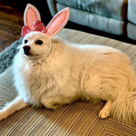 I Will Just Leave This Easter Doggo Here Raww