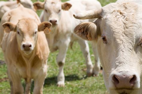 6 livestock management tips for small scale farmers urbanfarmu