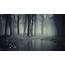 Dark Scary Forest Wallpaper 64  Images