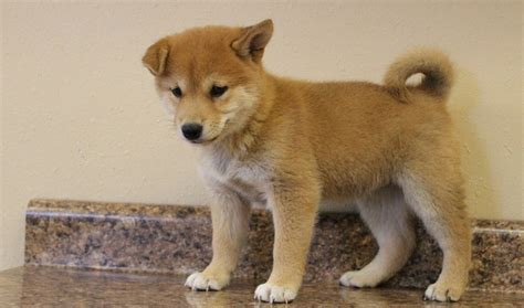 Join millions of people using oodle to find puppies for adoption, dog and puppy listings, and other pets adoption. Shiba Inu For Sale in Orange County (7) | Petzlover