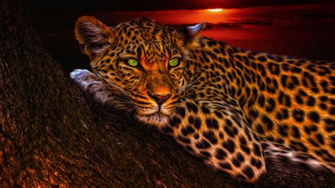 Voll cool und süße bilder. Bildschirmhintergrund Leoparden 3840x2160