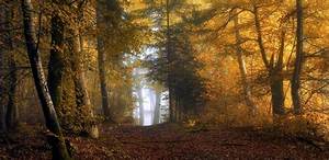 Nature, Landscape, Sunrise, Mist, Forest, Fall, Yellow