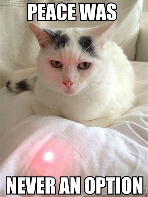 Cat Laser Beam Meme The Best Picture Of Beam