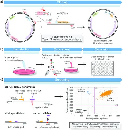 Crispr Workflow A Use Of Type Iis Restriction Enzymatic Digestion