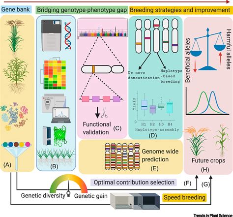 Designing Future Crops Genomics Assisted Breeding Comes Of Age Trends