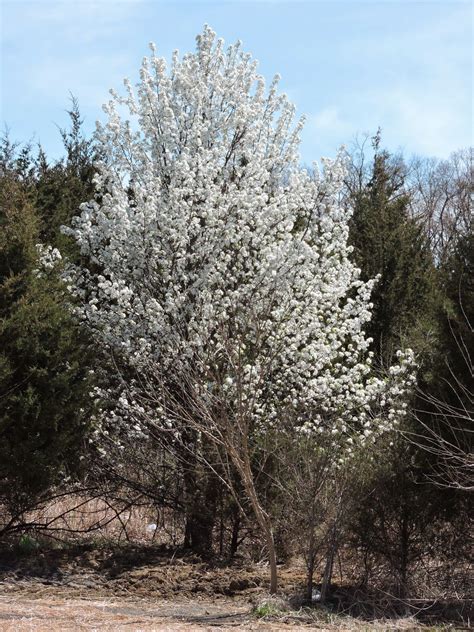 Callery Pear And Its Cultivars Invasive Plants Pear Plants