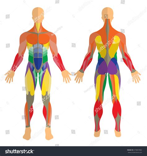Detailed Illustration Human Muscles Exercise Anatomy Stock Vector