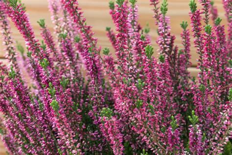 Heather Flowers Color Meaning And Symbolism Florgeous Heather
