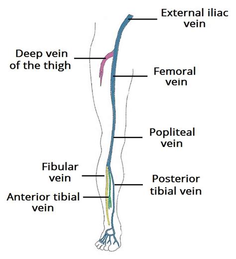 Lower Limb Arteries Diagram