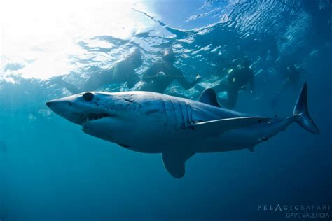 Worlds Fastest Shark Is Racing Towards Extinction Padi Aware
