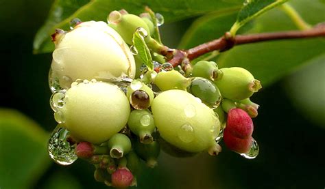 Snowberry Facts And Health Benefits