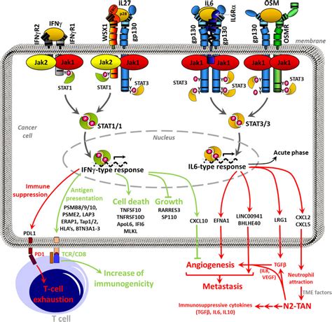 Schematic Representation Of The Cytokine Signaling Pathways And Download Scientific Diagram