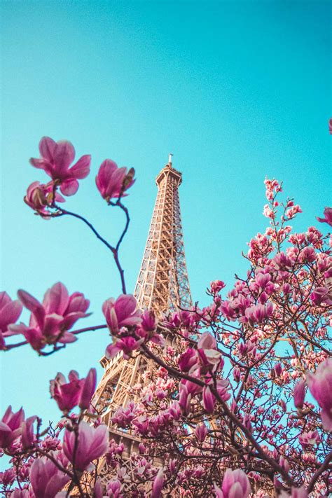 Where To See Cherry Blossoms In Paris Enjoy Spring In Paris