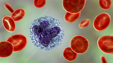 Monocyte And Red Blood Cells Illustration Stock Image F0405119