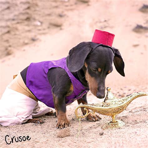 Aladdin dachshund | Baby dachshund, Crusoe the celebrity dachshund, Dachshund