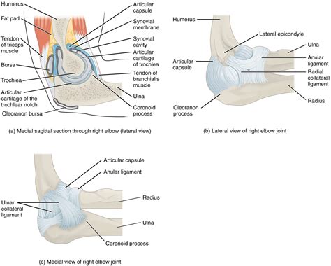 Elbow Anatomy Hamilton Brampton Complete Care