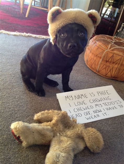The 19 Most Popular Dog Shaming Shenanigans In The Past Year Barkpost