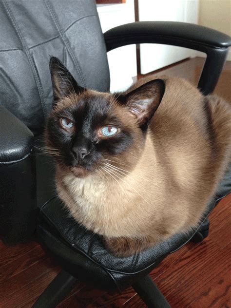 siamese cat that loves meat one of the best cats ever he is my meatheart jack sprat