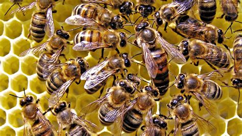 Cute Bee Desktop Wallpapers Top Free Cute Bee Desktop Backgrounds