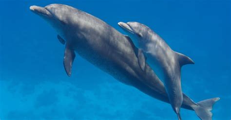 Are Dolphins Mammals Imp World