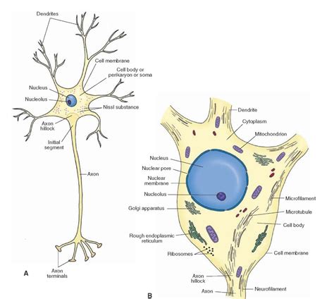 Histology Of The Nervous System The Neuron Part