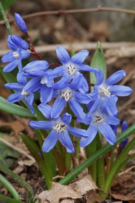 Scilla has most recently been classified as belonging to the family asparagaceae, subfamily scilloideae; Scilla siberica, Siberian Squill