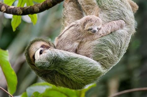 50 Sloth Facts To Prove That Theyre More Than Just Slow