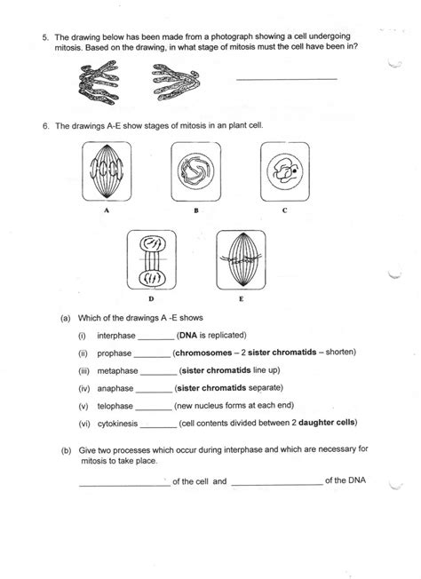 Meiosis is a modified type of cell division in sexually reproducing organisms consisting of two rounds of cell division but only one round of dna replication. Mitosis Worksheet Answer : Biological Science Picture ...