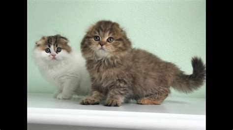 Fluffy Scottish Fold Kittens Youtube