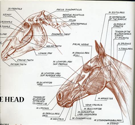 Pin Em Horse Anatomy
