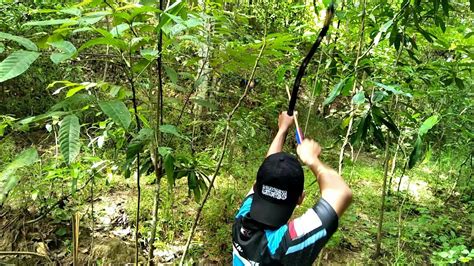 Suara babi betina untuk pemanggil babi hutan yg jantan, cocok buat berburu siang dan sore, dan pasti kan anda sudah di posisi. Berburu Target Babi Hutan, Sekali Panah Langsung Terkapar ...