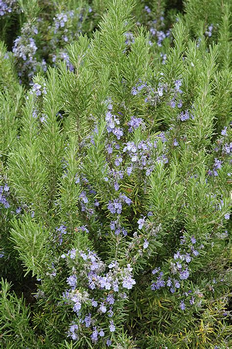 Captain collingwood ingram was an ornithologist, plant collector and gardener. Collingwood Ingram Rosemary (Rosmarinus officinalis ...