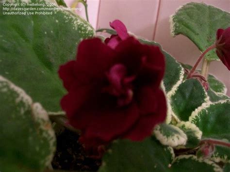 Plantfiles Pictures African Violet Pow Wow Saintpaulia By Avocdgirl