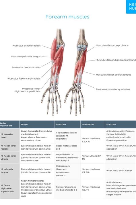 Upper Limb Muscle Charts Muscle Anatomy Anatomy And Physiology