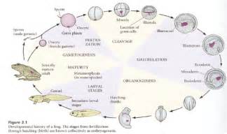 Developmental Biology Of Frog Embryonic Development Online Biology Notes