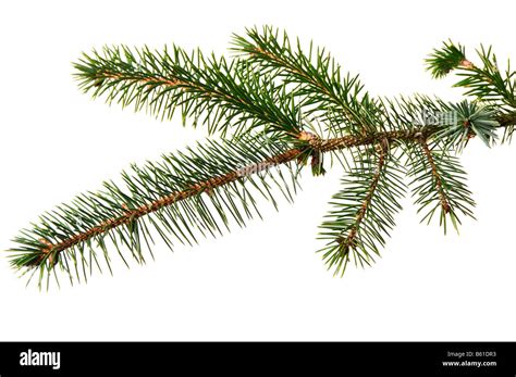 Christmas Pine Branch