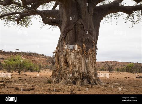 Baobab Adansonia Digitata Tree With Elephant Damage Mapungubwe