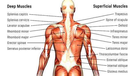 The superficial back muscles are situated underneath the skin and superficial fascia. Thick and Wide: The Back Solution | T Nation