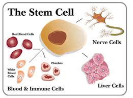 Such tissues and organs are present in both plants and animals. cells and organisms - Cells