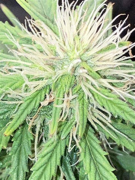Buds Not Swelling Grow Question By Osmalls Growdiaries