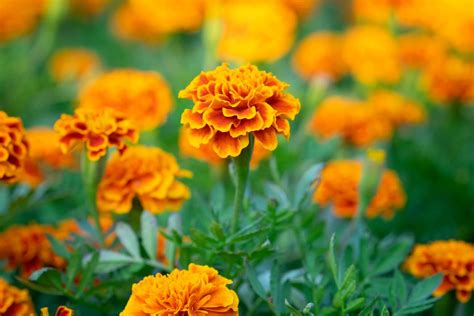 Orange Marigold Flowers Or Tagetes Erecta In The Garden Environmental