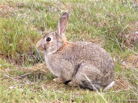 The european rabbit is an herbivore that eats a wide variety of herbage, grasses, winter wheat, blackberries, and in the winter will even feed on tree bark. European Rabbit Facts, History, Useful Information and ...